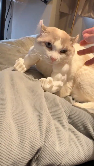 白い腕のおもちゃを着けて飼い主を見つめる猫