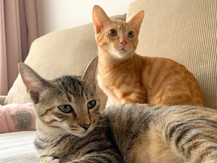 2匹の子猫