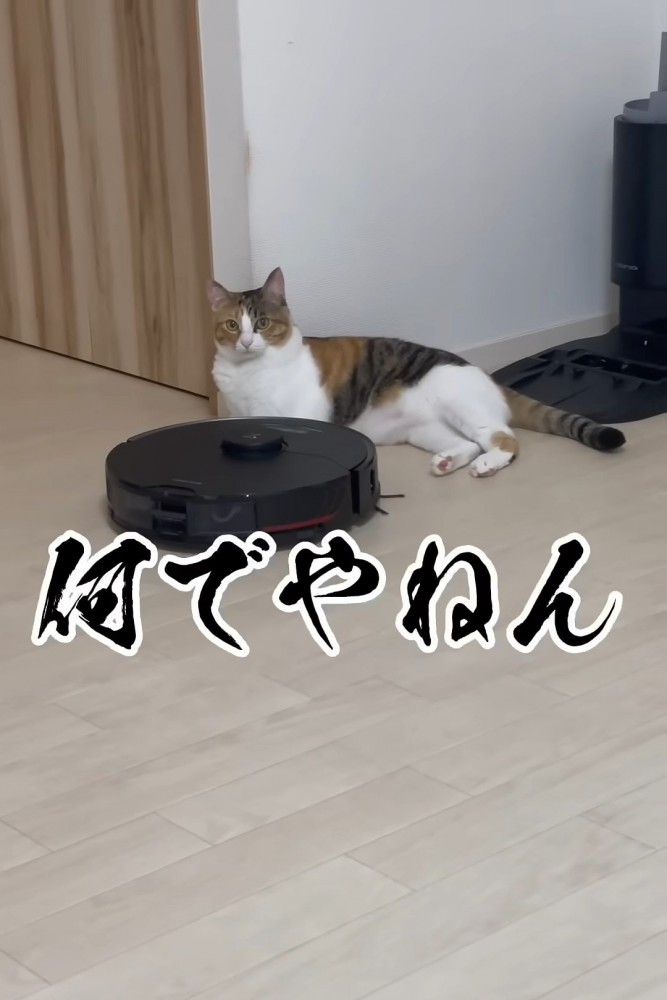 壁に寄りかかって寝そべる猫