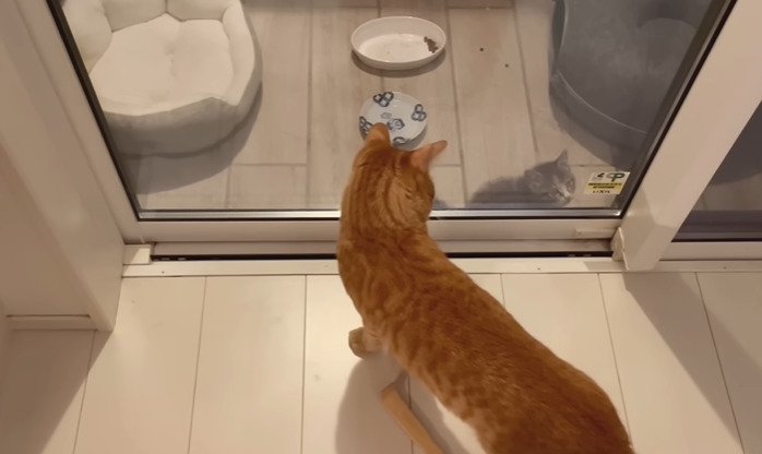 室内から子猫を見る猫