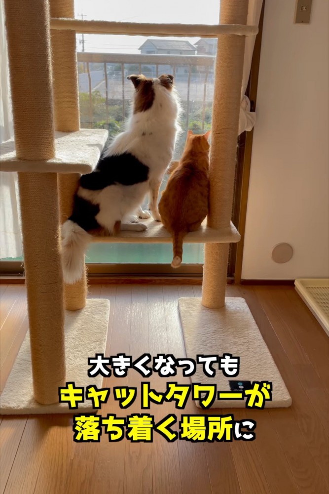 キャットタワーに並んで座る犬と猫