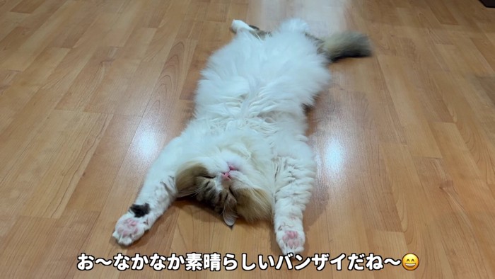 バンザイ体勢のコロタくん