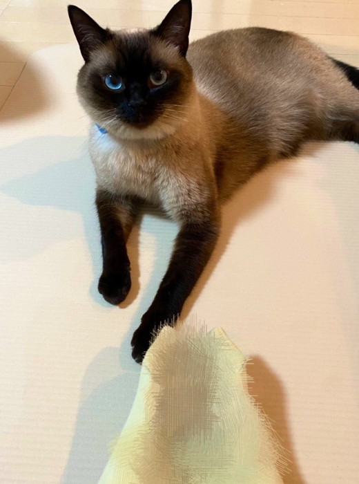 マットの上でくつろぐ猫