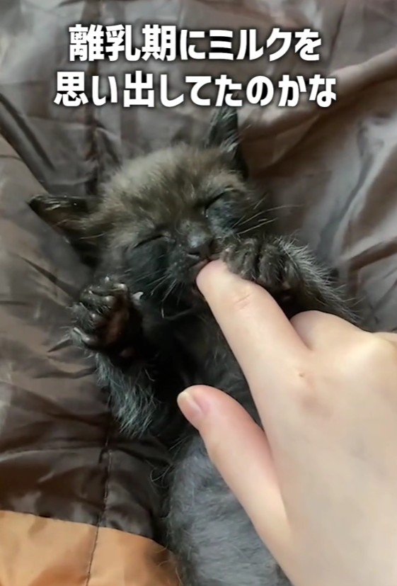 指をしゃぶる猫