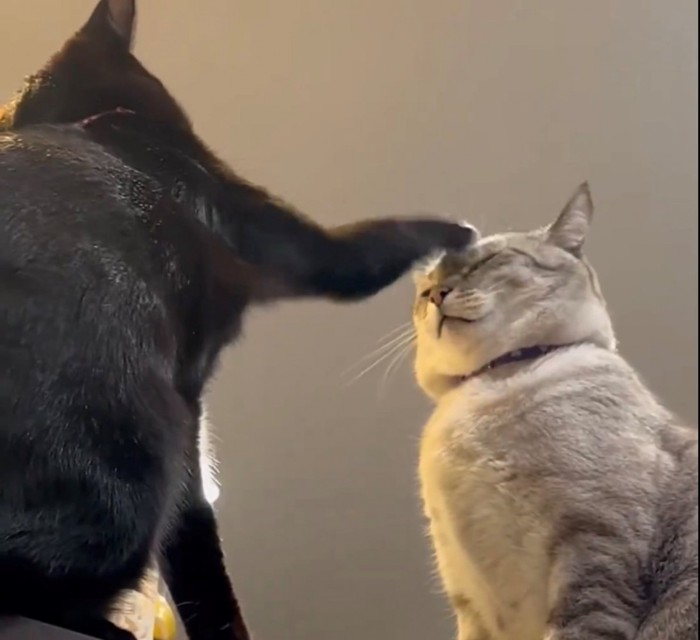 撫でるかのような猫パンチをする黒猫