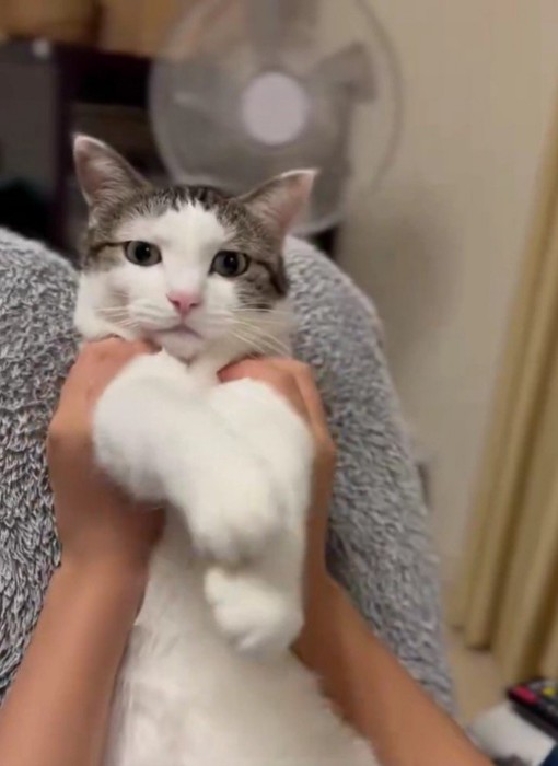 手を持って遊ばれている猫