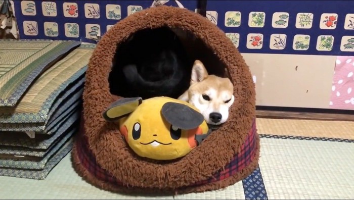 ハウスの中で体勢を変える黒猫