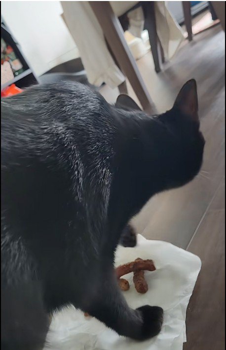 ティッシュをひっかいている猫