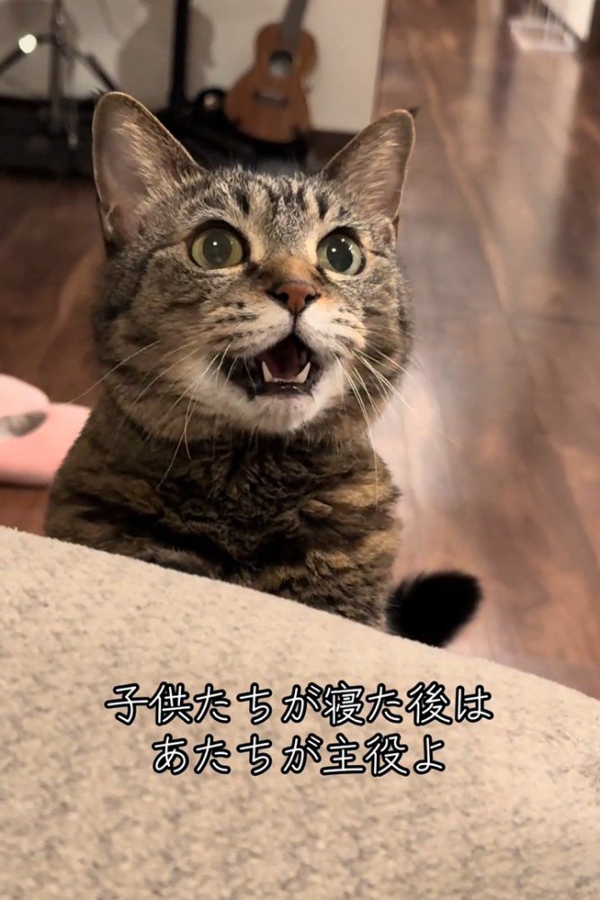 鳴く猫の顔