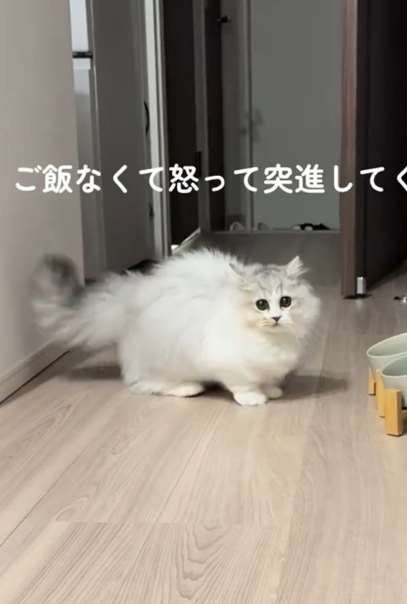 飼い主さんを見つめる猫