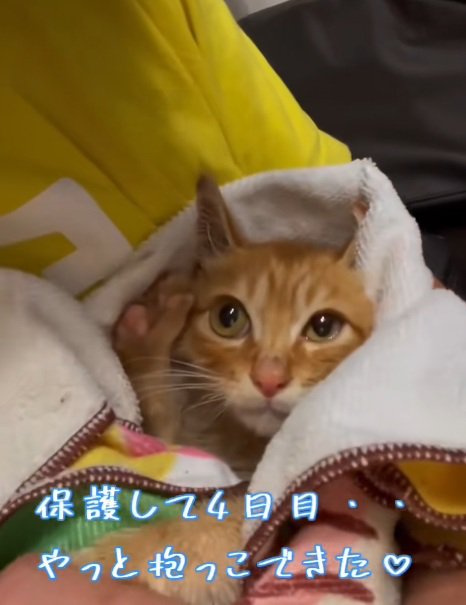 タオルにまかれて抱かれている茶トラの子猫