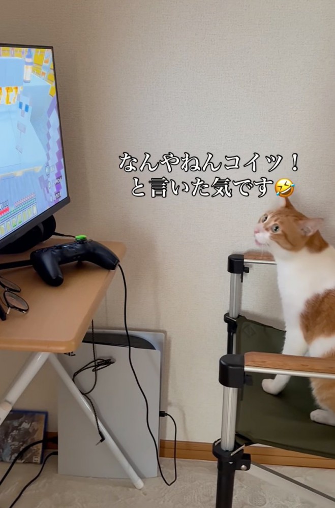 大きな声で鳴く猫