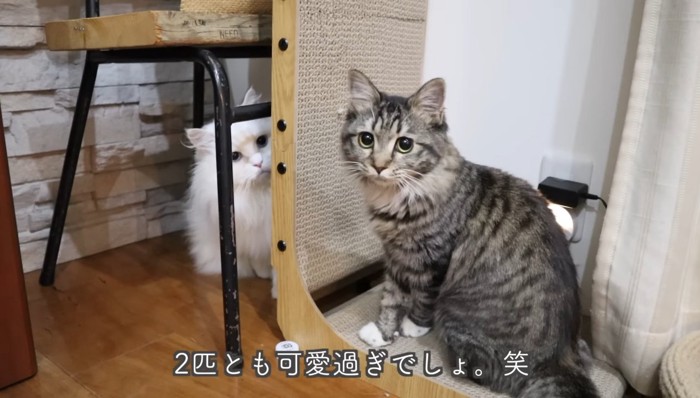 2匹とも可愛過ぎ