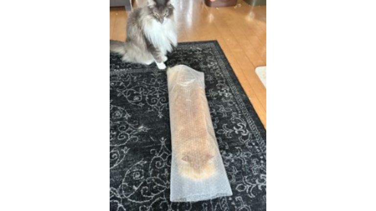 ぷちぷちで遊ぶ猫