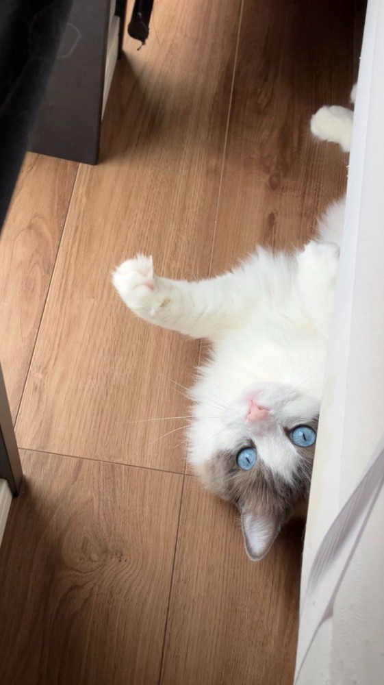 ベッド下から顔を出す猫