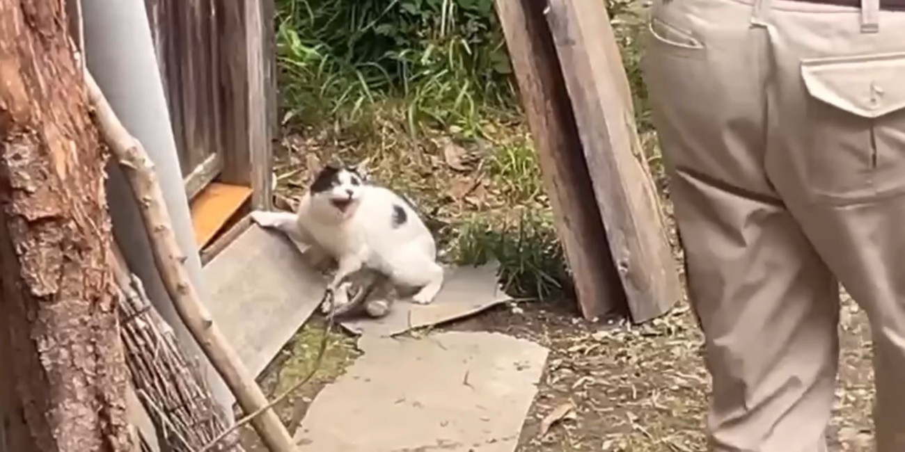 威嚇する猫