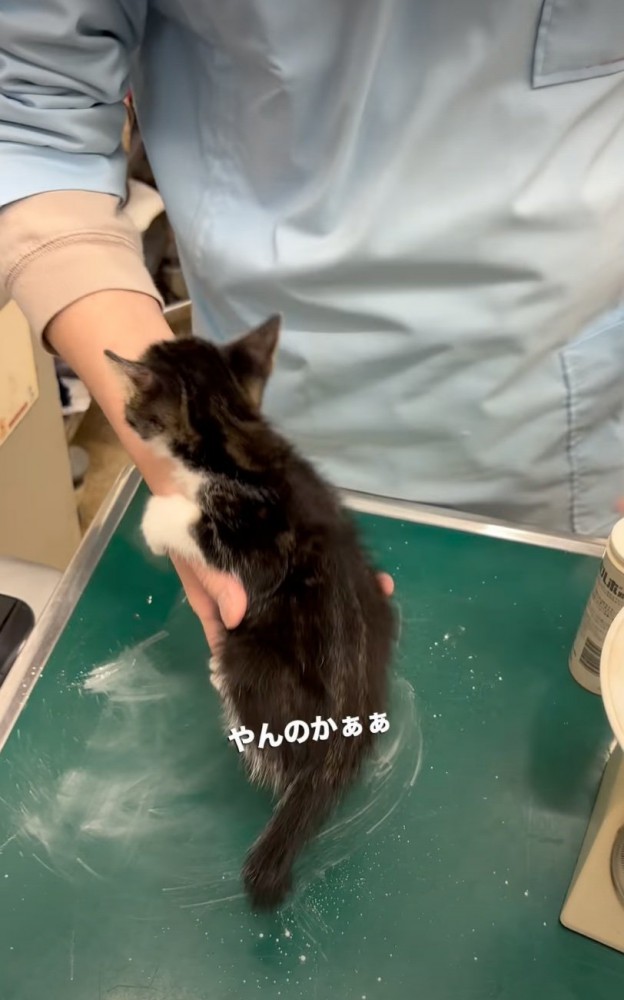 診察台の上に移動する子猫