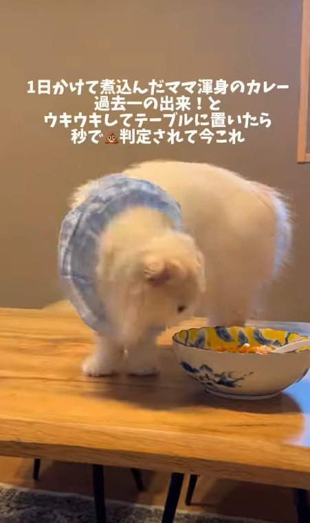 カレーの匂いを嗅ぐ猫