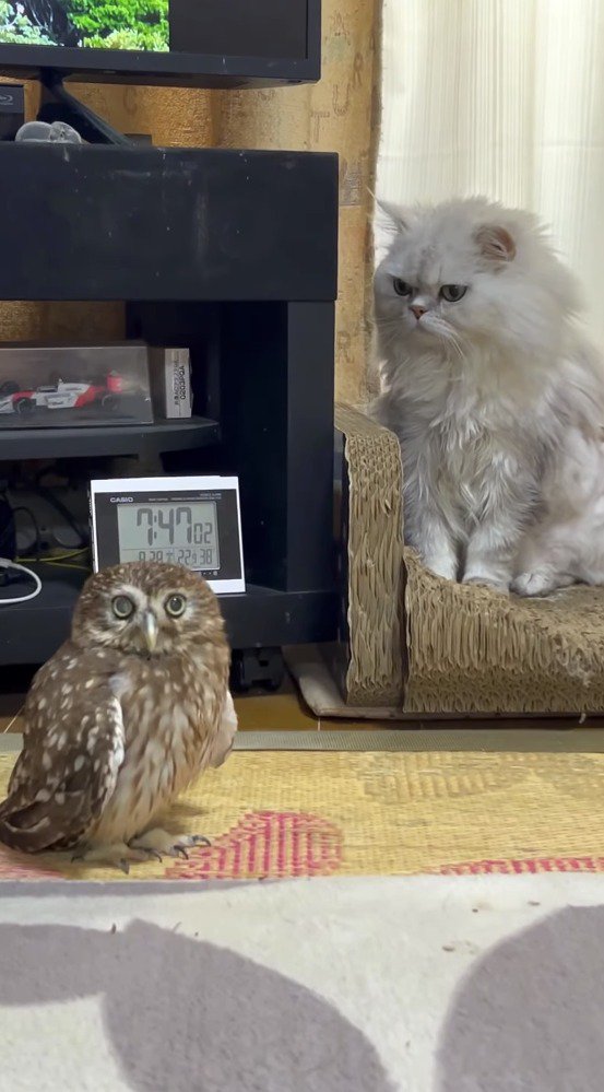 飼い主を見つめるフクロウ