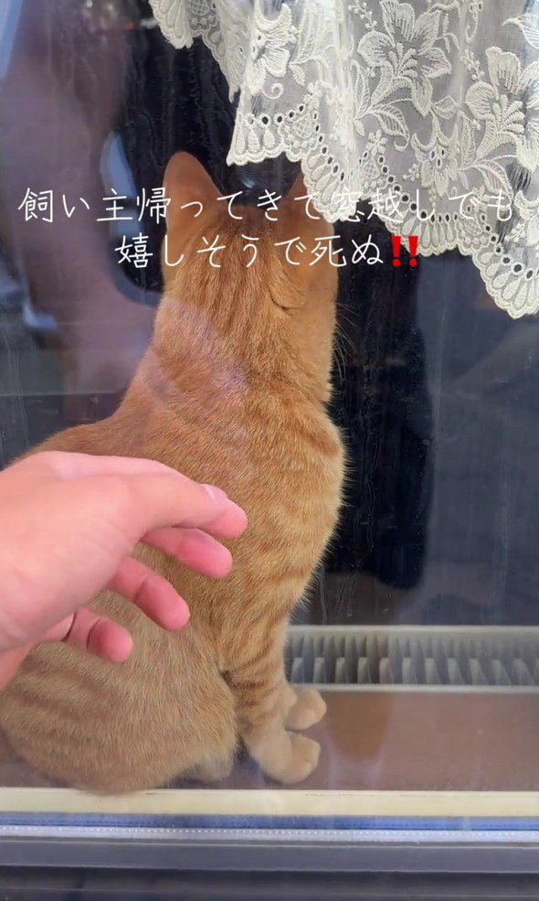 窓の向こうの猫