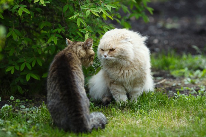 キジネコとにらみ合う白い長毛猫