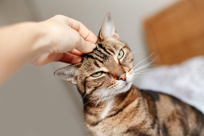 嫌そうに撫でられる猫