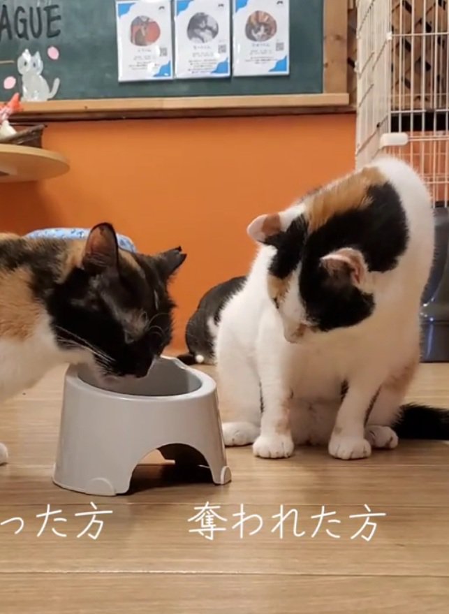 再度ご飯を見つめる猫
