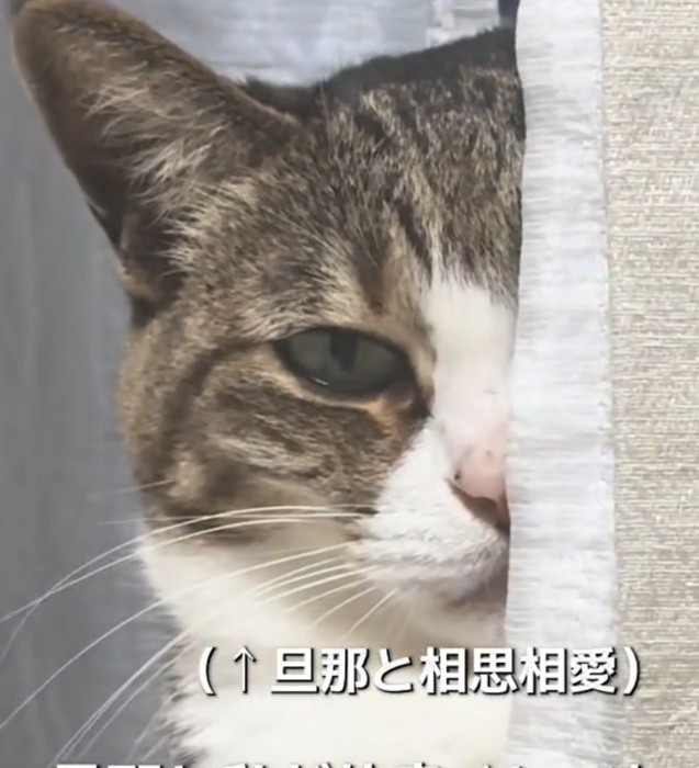 睨む猫