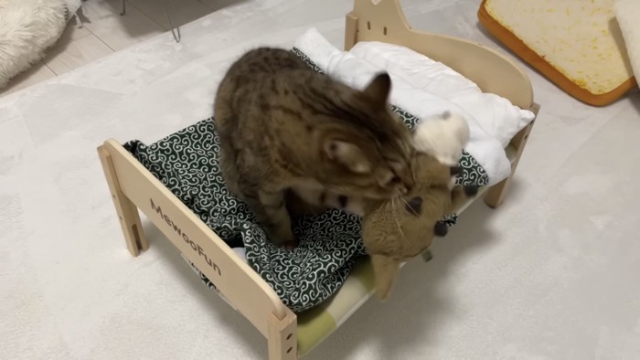 ぬいぐるみに嚙みつく猫の写真