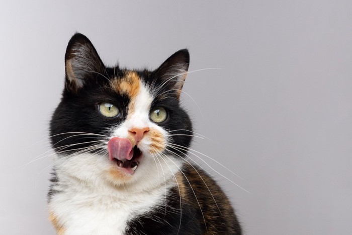 鼻を舐める三毛猫