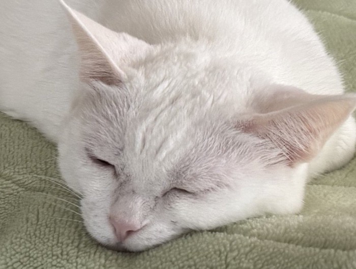 溶けた猫の顔面