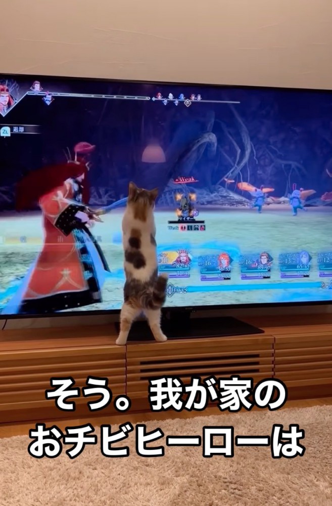 テレビ台の上に立つ猫