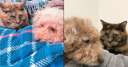 猫が犬を見つめる2枚の写真