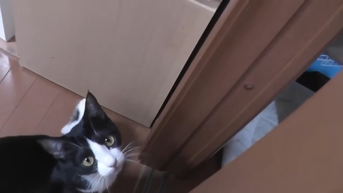 警戒するひまわりちゃん