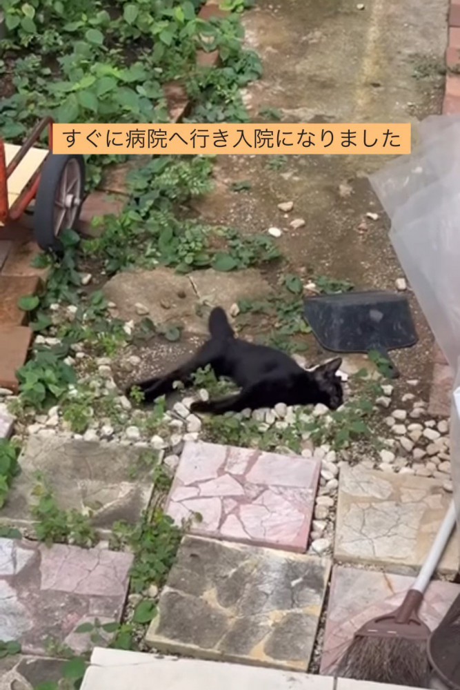 前足を揃えて倒れている子猫