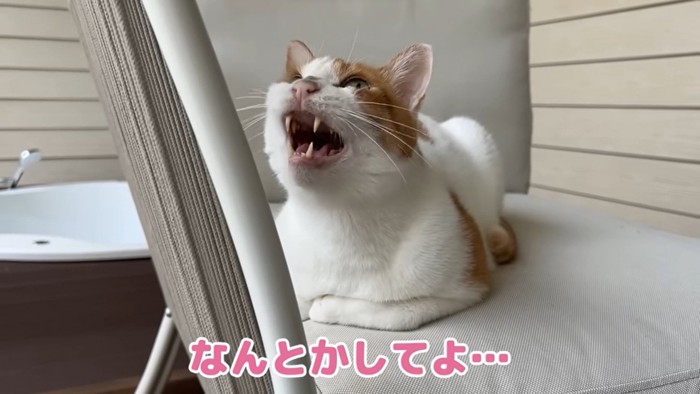 うに師匠「にゃー」