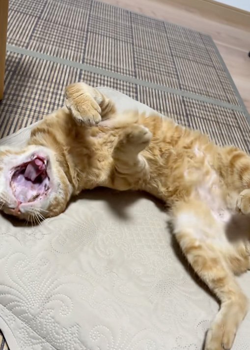 あくびする猫