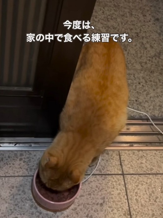 玄関の中でごはんを食べる猫