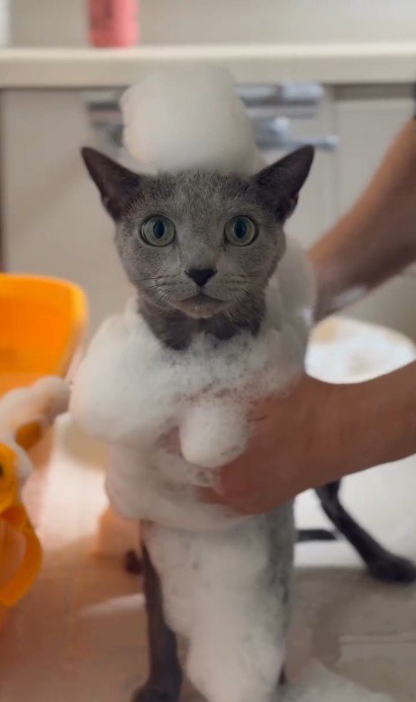 シャンプーされている猫