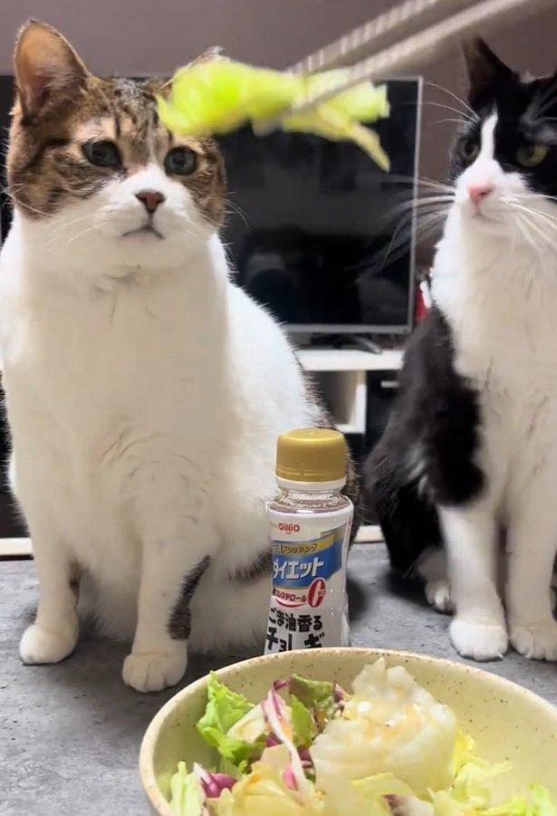 タヌキちゃんを見つめるぬいちゃん