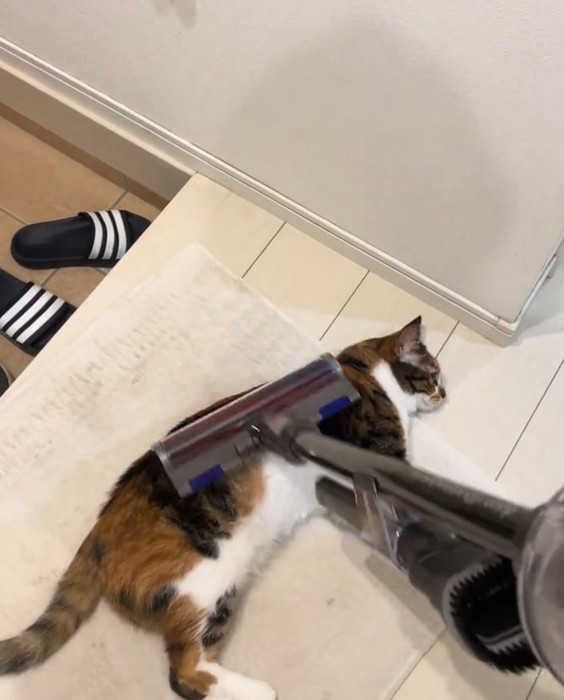 気持ちよさそうな猫