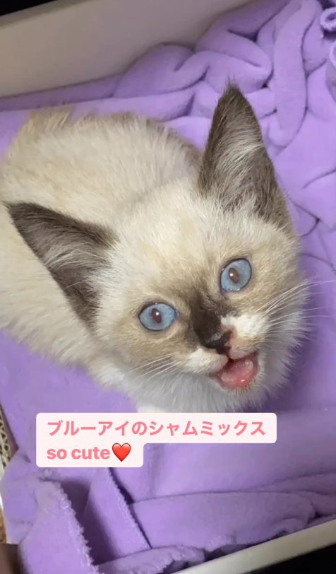 紫の毛布の上にいる子猫