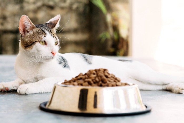 ご飯を見ない猫