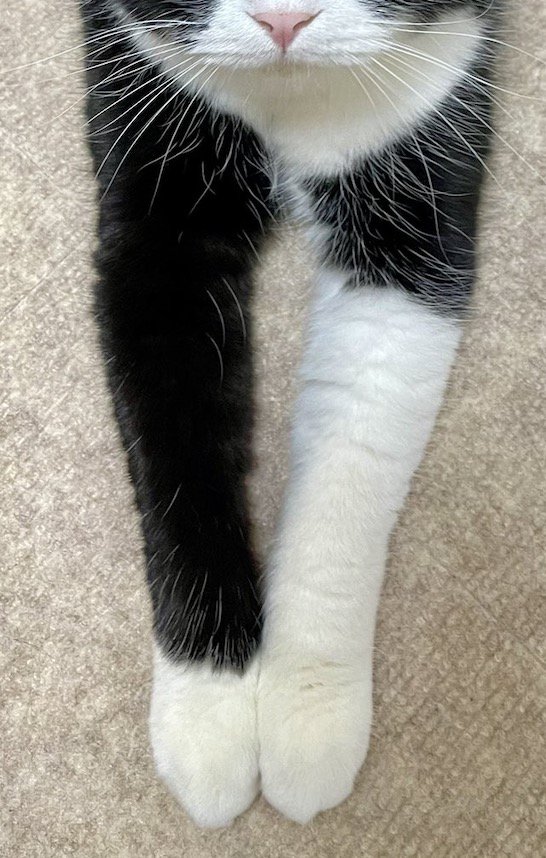 左が短く、右が長い猫の前足の白い模様
