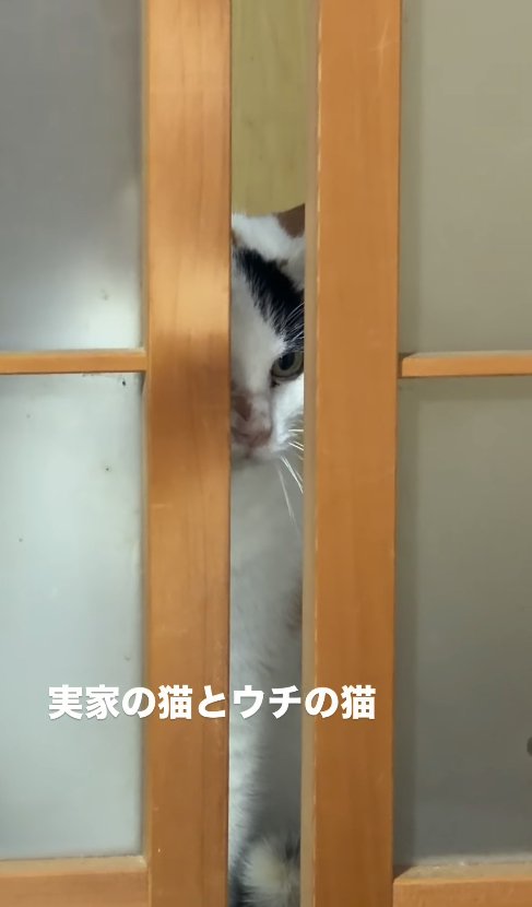 引き戸の隙間から覗き込む猫（センター）