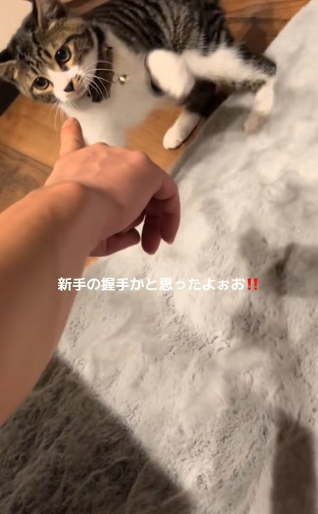 飼い主に猫パンチしようとかまえている猫