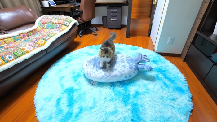 アザラシのぬいぐるみを踏む猫