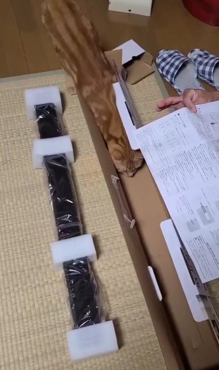 空き箱に入る猫
