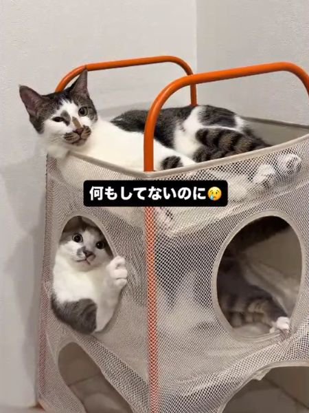 ベッドの上下にいる2匹の猫