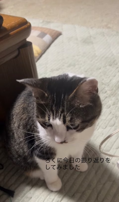 テーブルのそばでお座りをして頭を深く下げている猫